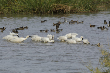 Spatule blanche,.Platalea leucorodia, Eurasian Spoonbill, Dendrocygne veuf,.Dendrocygna viduata, White faced Whistling Duck