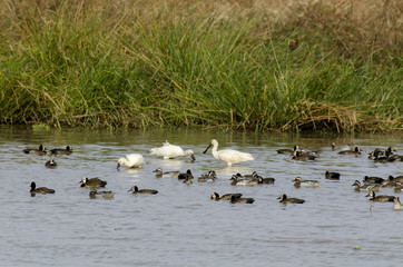Spatule blanche,.Platalea leucorodia, Eurasian Spoonbill, Dendrocygne veuf,.Dendrocygna viduata,...