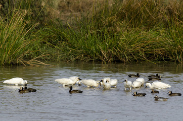 Spatule blanche,.Platalea leucorodia, Eurasian Spoonbill, Dendrocygne veuf,.Dendrocygna viduata,...