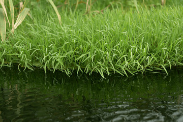 An islet with bright green grass along the river bank.
