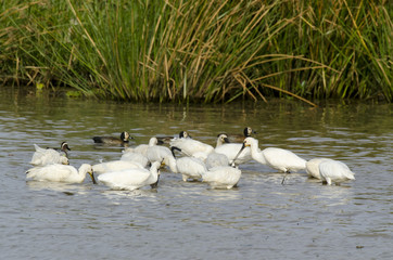 Spatule blanche,.Platalea leucorodia, Eurasian Spoonbill, Dendrocygne veuf,.Dendrocygna viduata,...