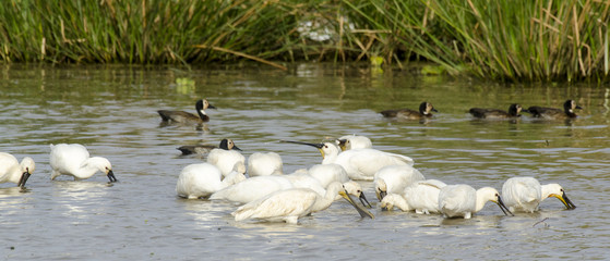 Spatule blanche,.Platalea leucorodia, Eurasian Spoonbill, Dendrocygne veuf,.Dendrocygna viduata,...