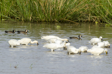 Spatule blanche,.Platalea leucorodia, Eurasian Spoonbill, Dendrocygne veuf,.Dendrocygna viduata,...