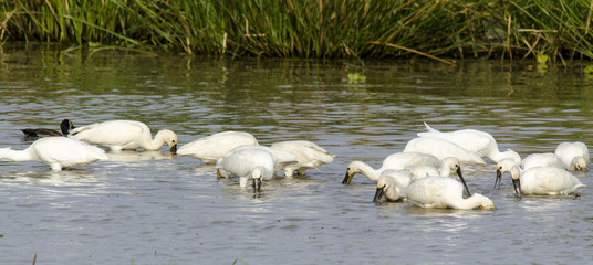 Spatule blanche,.Platalea leucorodia, Eurasian Spoonbill, Dendrocygne veuf,.Dendrocygna viduata,...
