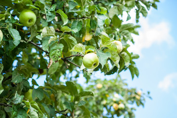 Part of an apple tree with ripe fruits against a blue sky in August is the time for harvesting