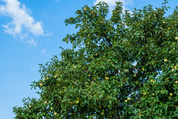 Part of an apple tree with ripe fruits against a blue sky in August is the time for harvesting