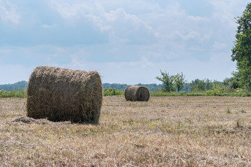 Hay rolls on the edge of forest