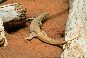 Fototapeta premium Australia, Zoology, Reptile