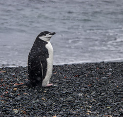 Obraz premium Lone Chinstrap Penguin on the Coast of Antarctica
