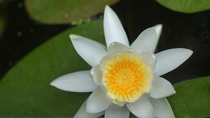 A beautiful marshy white lily grows among the large leaves on a summer day.