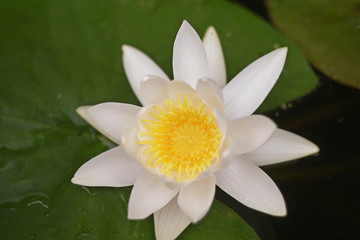 A beautiful marshy white lily grows among the large leaves on a summer day.