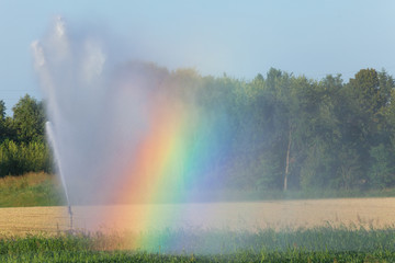 automated irrigation in agriculture in summer with rainbow