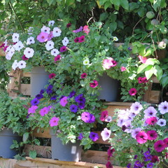 colorful blooming petunia, popular summer flower in the garden