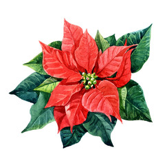 Christmas plant poinsettia painted watercolor. - 218805489