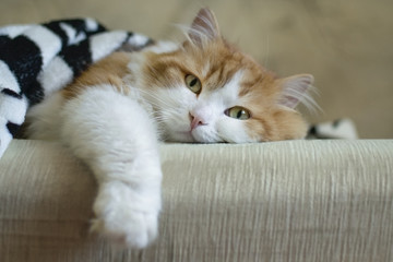 fluffy cat lies on the bed and is getting ready to sleep