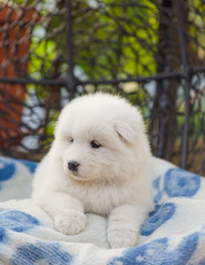cute Samoyed puppy lies in an armchair in the yard