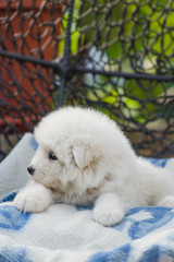 cute Samoyed puppy lies in an armchair in the yard
