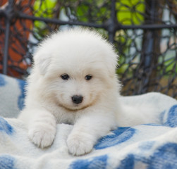 cute Samoyed puppy lies in an armchair in the yard