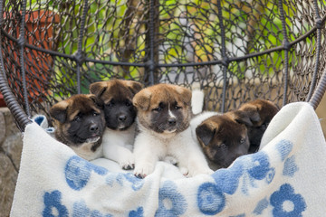 five puppies of akita lie on a plaid in an armchair in the yard