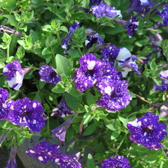 colorful blooming petunia, popular summer flower in the garden