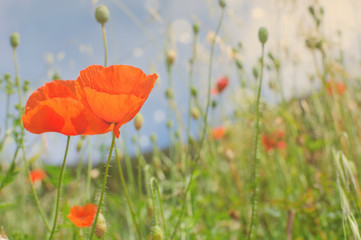 Two beautiful poppies against sky. Filtered photo.