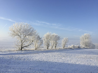 trees covered with snow and ice in winter landscape
