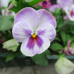 colored viola, pansies, bloom in early spring