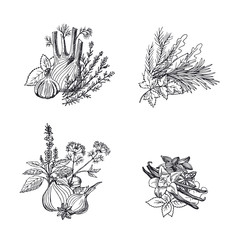 Vector hand drawn herbs and spices piles set illustration