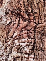 textura árbol