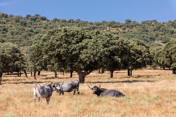 Obraz premium Cows in the fields of Salamanca, Spain