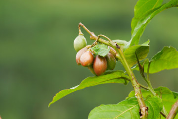 Close up photo of growing fruits with raindrops. Indonesia.