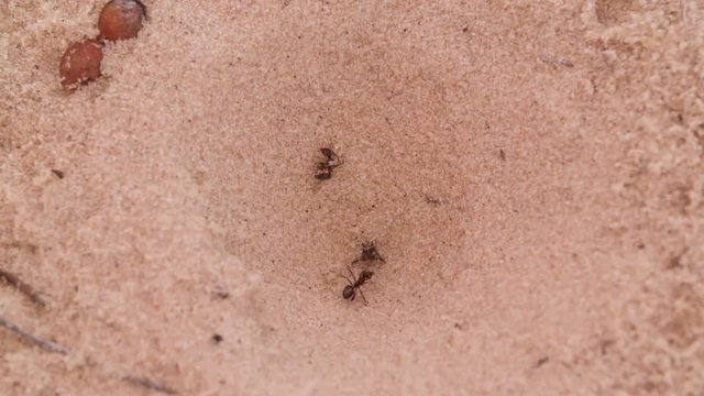 Antlion Myrmeleon catch and eat Ant from the sand pit Macro shot Slow motion video. Ant-lion insect wild nature.