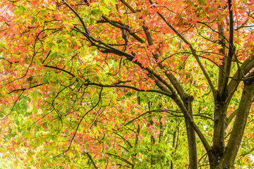 Fototapeta na wymiar A vibrantly coloured tree boasting orange, green and yellow toned leaves in the Autumn/ Fall season in Vancouver, Canada.