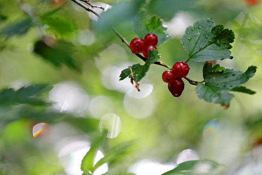 Red berries of tasteless alpine currant