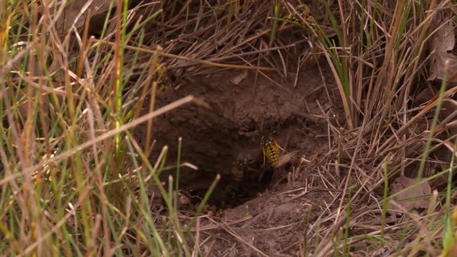 Wasps swarm flying out Vespiary Macro close up shot Slow Motion video. Wasp insect wild nature.