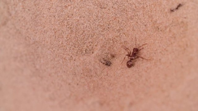 Antlion Myrmeleon catch and eat Red fire Ant from the sand pit Macro shot Slow motion video. Ant-lion insect wild nature.