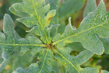 young oak leaves with morning dew
