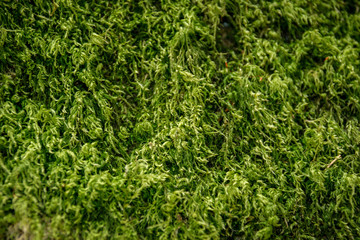 Moos Baumrinde grün