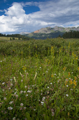 Fototapeta premium Lizard Head Pass, San Miguel Valley, near Ouray and Telluride, Colorado