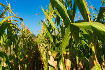 Maisfeld im Sommer bei blauem Himmel Wassermangel