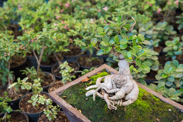 Ficus annulata tree and moss in pot