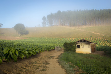 Fototapeta na wymiar Lavoura de fumo em propriedade rural brasileira