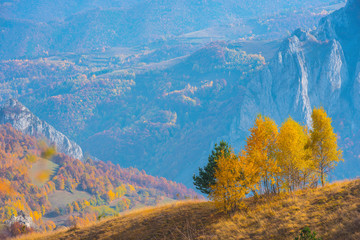 Birch trees in the autumn