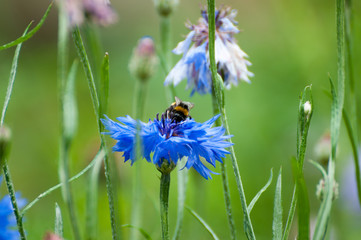 Bee on Cornflower
