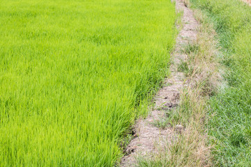 Rice in Thailand