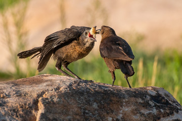 It's feeding time