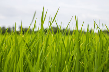 Obraz premium Rice in Thailand