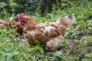 Hühner in Freilandhaltung