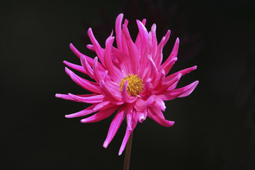 Chrysanthemum