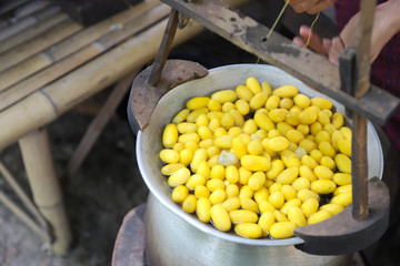 Closeup of boiling yellow silkworm cocoon in a pot to make silk thread.